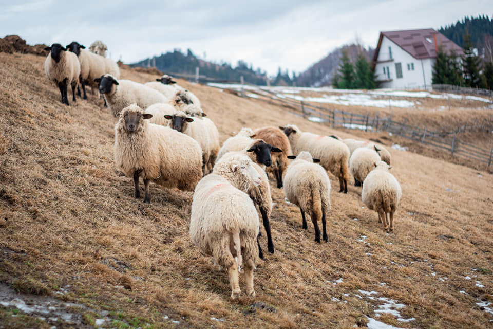 pastoritul oilor